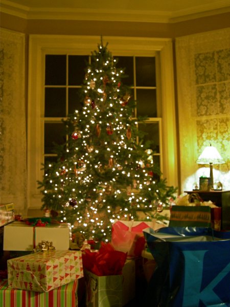 the tree at night