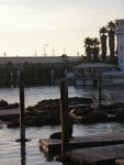 Pier 39 Sea Lions (2)
