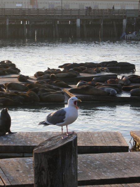 Pier 39 Sea Lions (3)