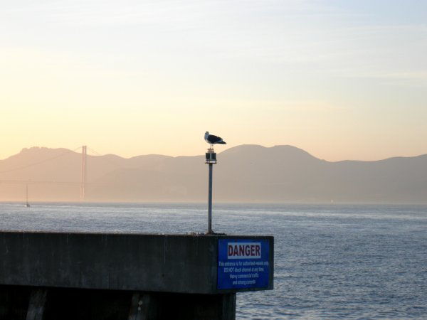 Seagull and the Bay