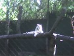 Secret Garden Kitty (1)