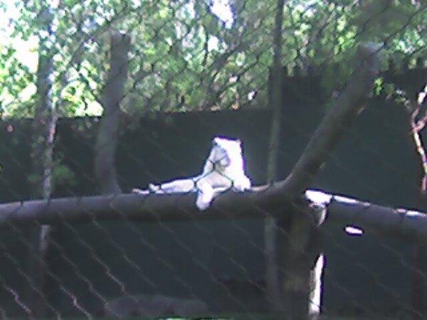 Secret Garden Kitty (1)