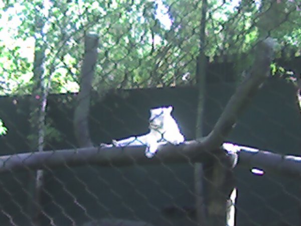 Secret Garden Kitty (2)