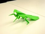 Praying Mantis