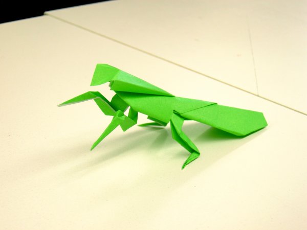 Praying Mantis