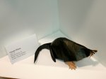 Star-Nosed Mole