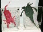 Mixopterus and Eurypterus