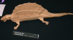 Dimetrodon