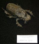 Horned Dung Beetle (Copris Ochus)