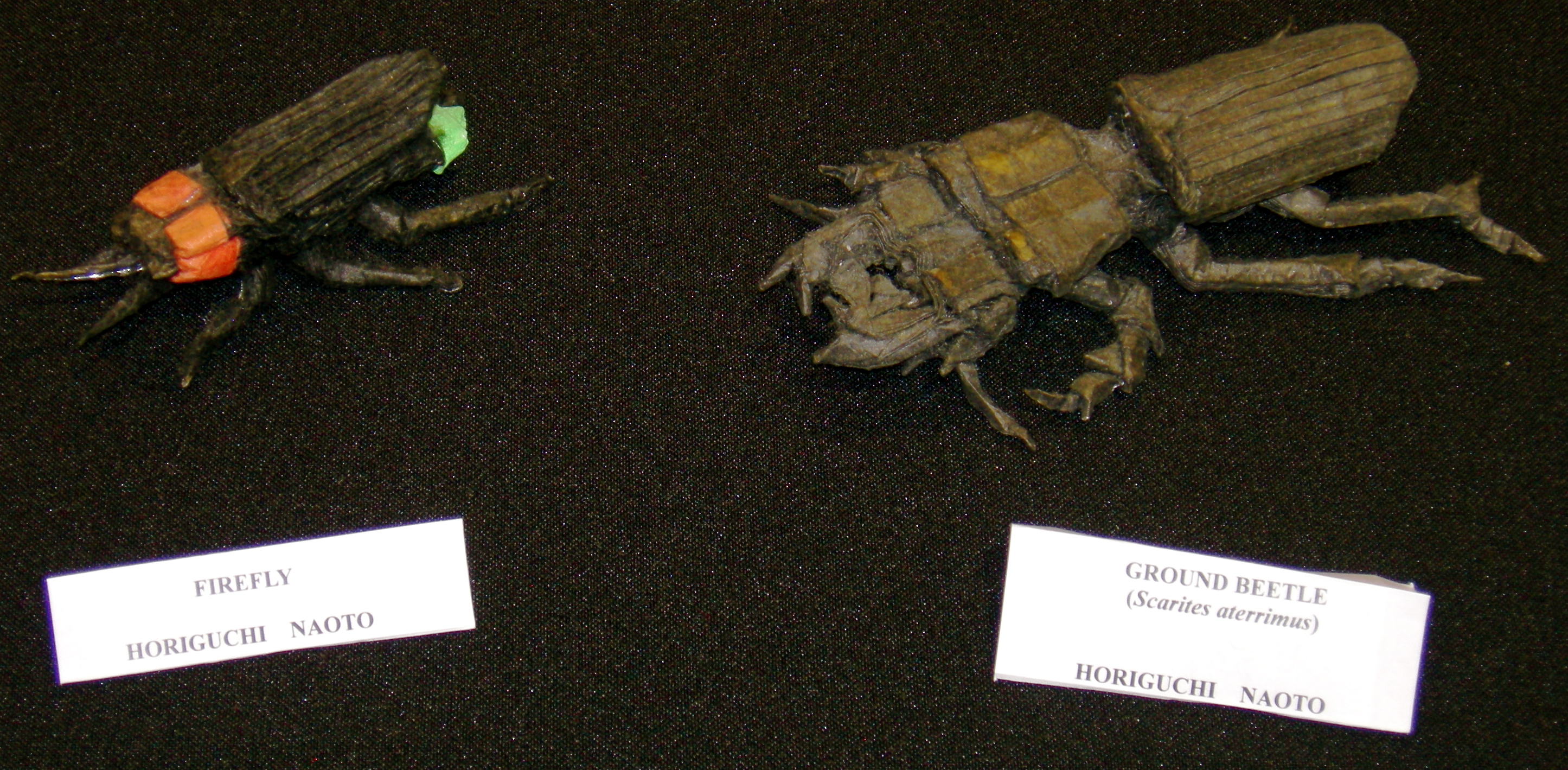 Firefly and Ground Beetle (Scarites Aterrimus)
