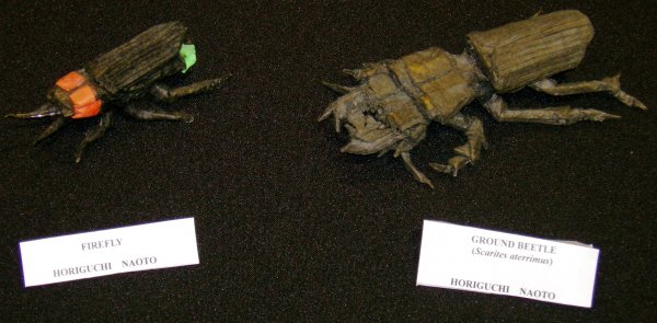 Firefly and Ground Beetle (Scarites Aterrimus)