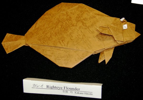 Righteye Flounder