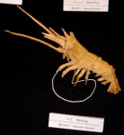 Shrimp