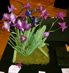 German Iris