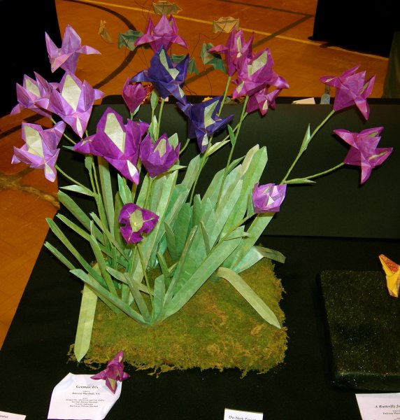 German Iris
