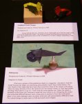 Goldfinch, Scarlet Tanager, and Helicoprion