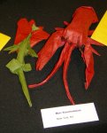 Flower and Lobster