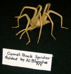 Camel-Back Spider