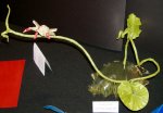 Red-Eyed Frog "Out on a Limb"