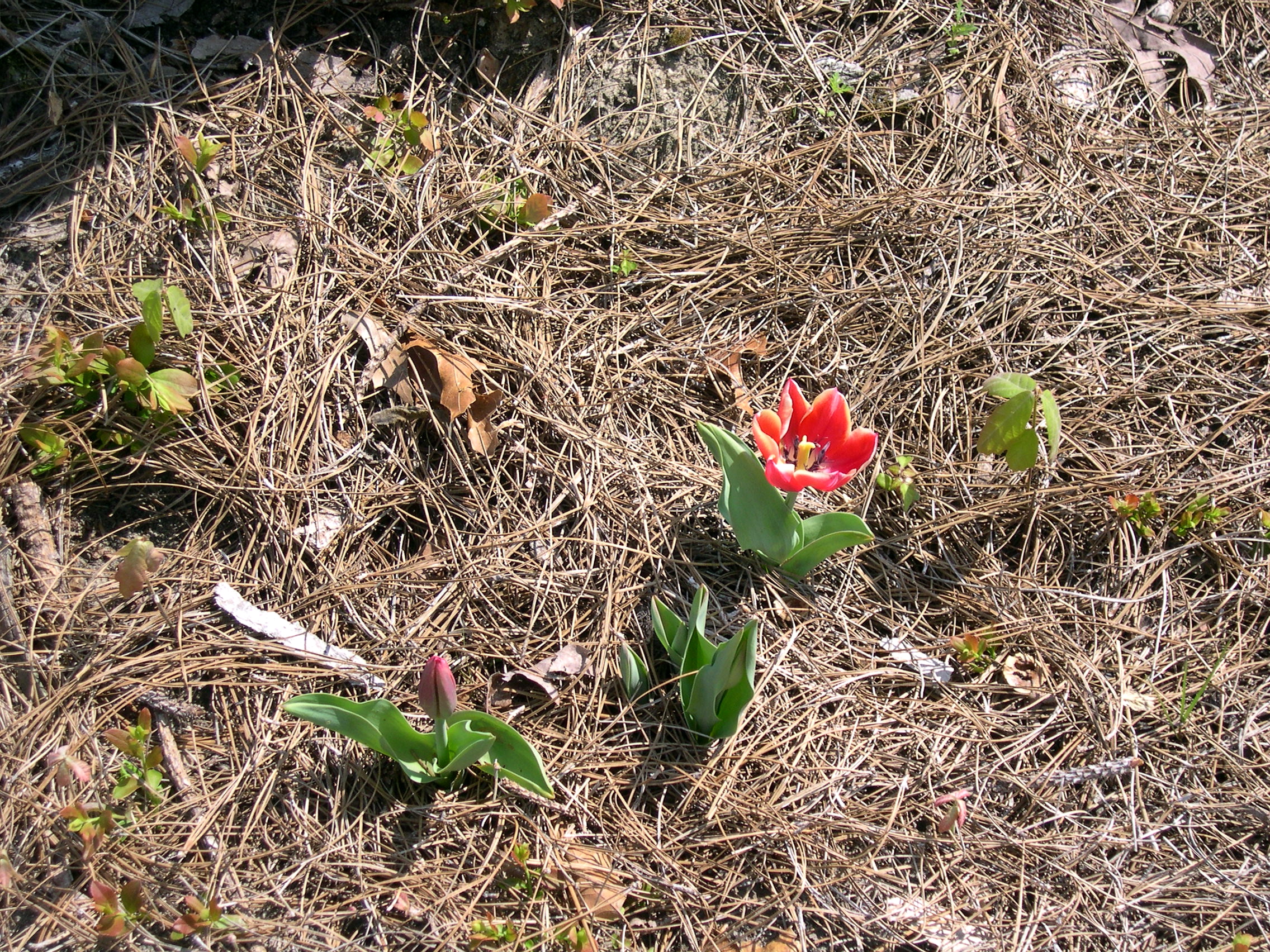 a tulip blooming