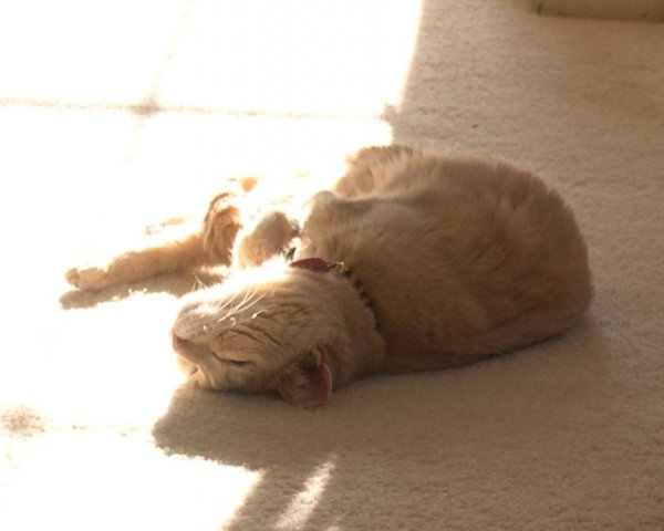 Puff in the Sunlight