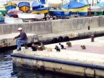 cats love fishing