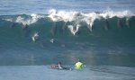 dolphins
