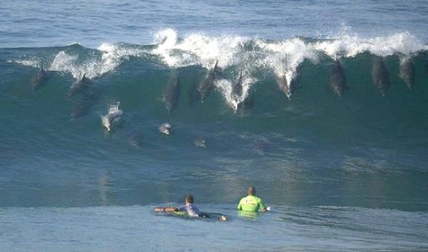 dolphins