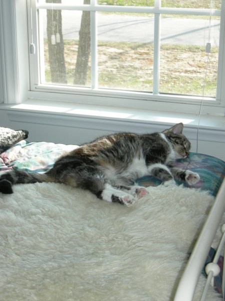 Squeak Conked Out