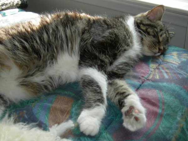 Squeak Conked Out (2)