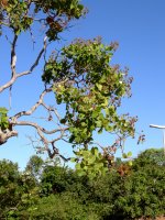 an interesting tree at the park