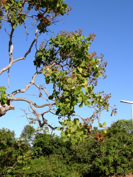 an interesting tree at the park