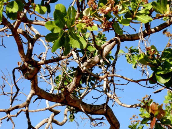 an interesting tree at the park (2)