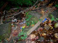 ferns growing out between the rocks; lots of trash at the waterfall site  :(