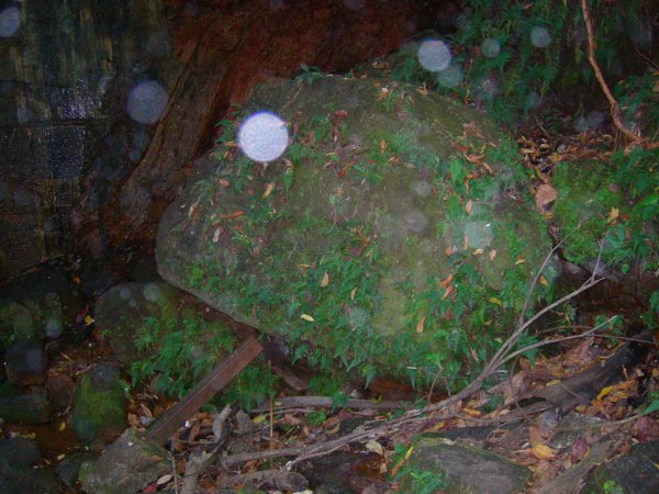 ferns and moss growing on the rocks