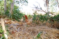 South American chickens