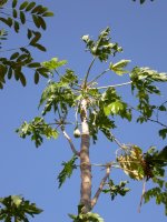 papaya tree - males have the fruit