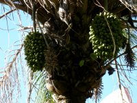parasitic fig on a palm tree