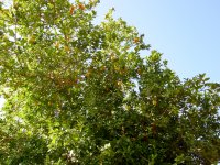 lemon tree
