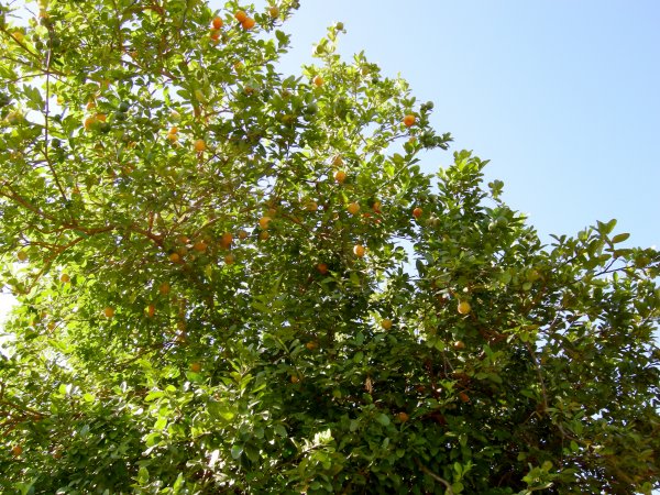 lemon tree