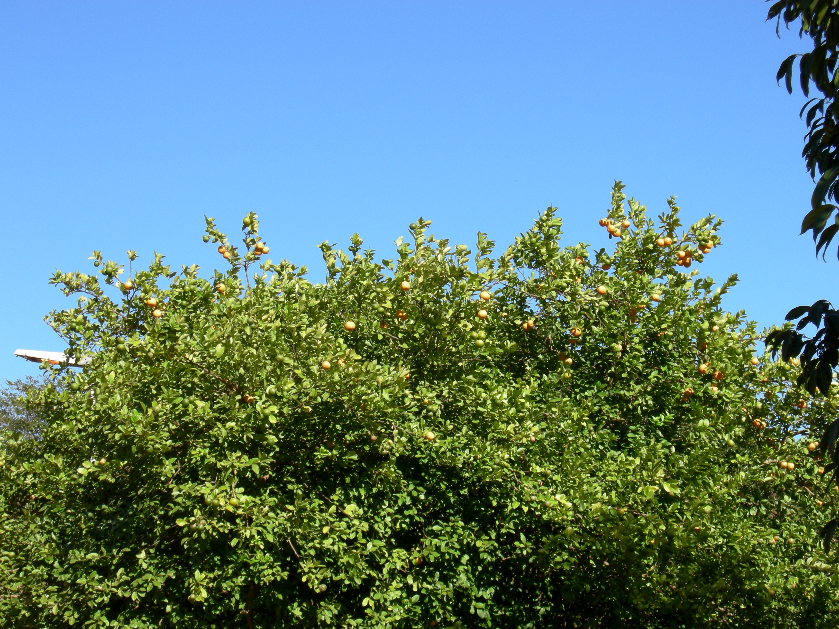 lime tree - people in the park make drinks from the fruit on the weekend