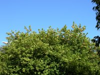 lime tree - people in the park make drinks from the fruit on the weekend