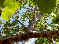 white woodpecker (Melanerpes candidus)