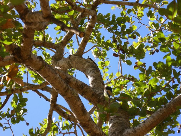 more white woodpeckers