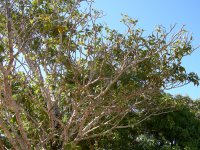 Jatobá (Hymenaea courbaril) tree