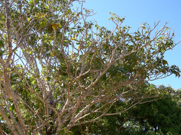 Jatobá (Hymenaea courbaril) tree