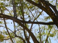ovenbird in a tamarind tree