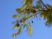 close-up of tamarind tree