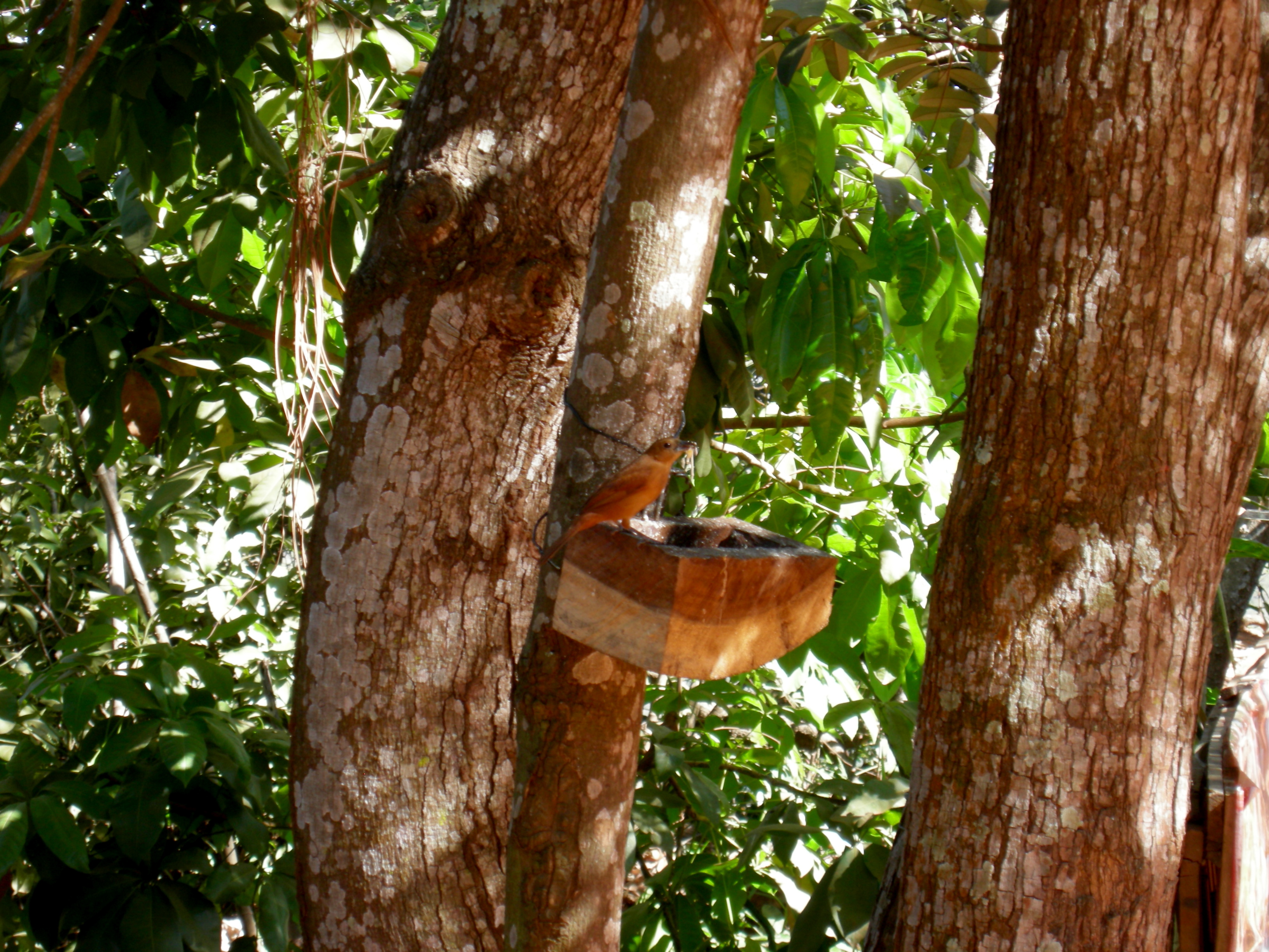 this tanager (maybe a Silver-beaked Tanager or White-line Tanager) stood still for a bit at the feeder