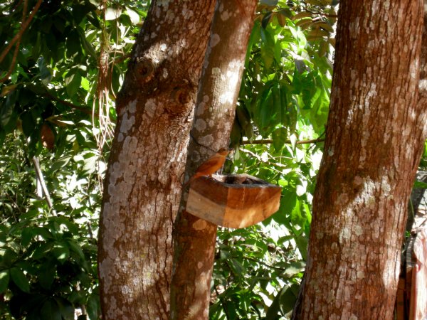 this tanager (maybe a Silver-beaked Tanager or White-line Tanager) stood still for a bit at the feeder